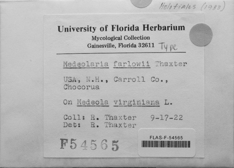 Medeolaria farlowii image