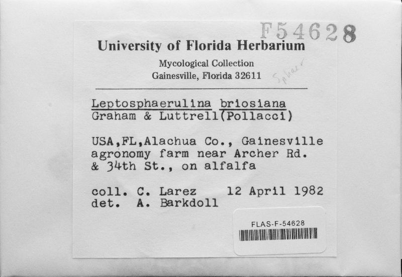 Leptosphaerulina briosiana image