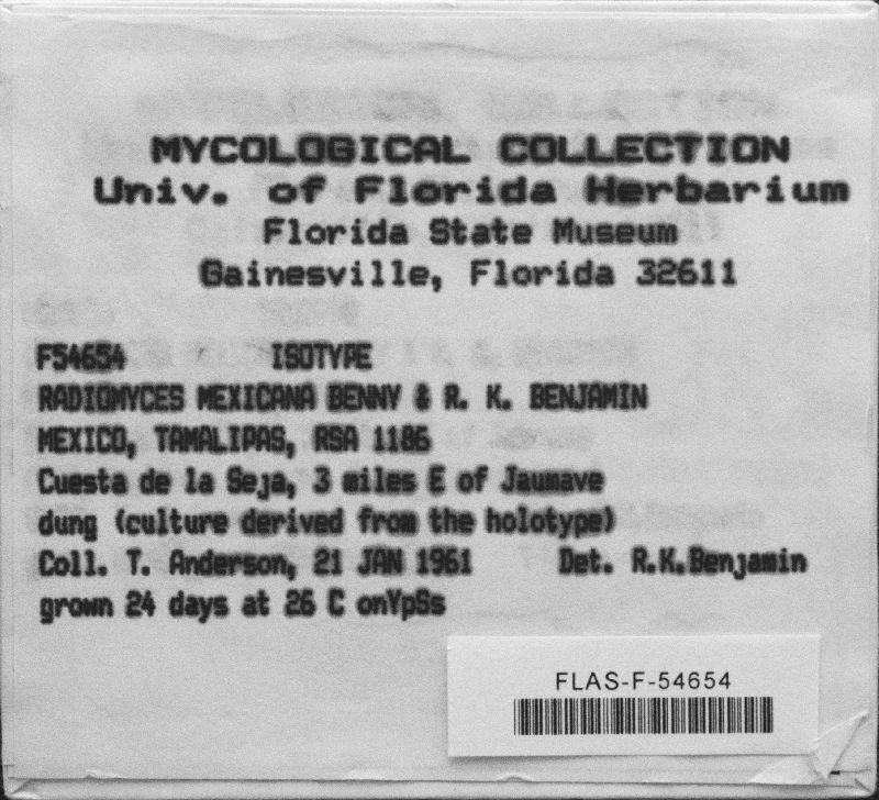 Radiomyces mexicana image
