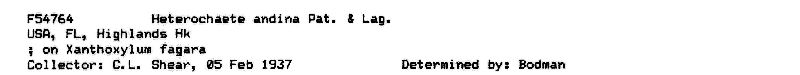 Heterochaete image