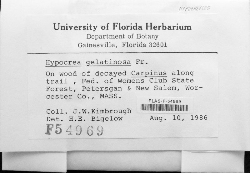 Hypocrea gelatinosa image