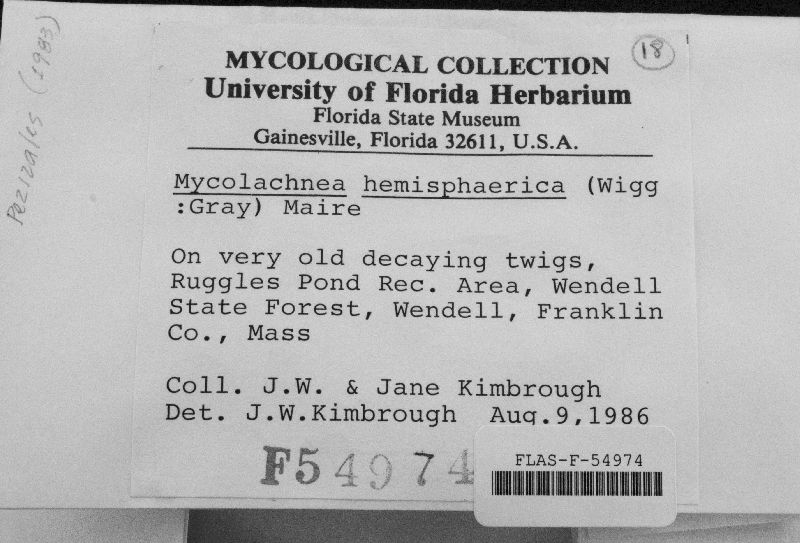 Mycolachnea hemisphaerica image