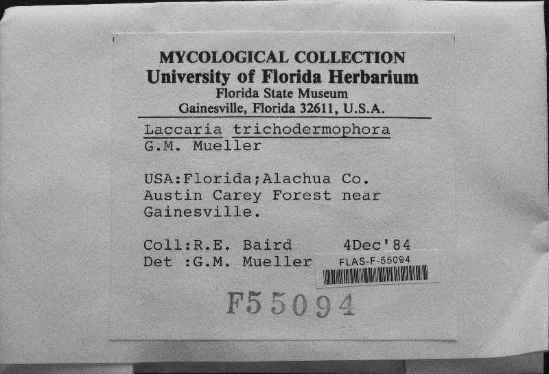 Laccaria trichodermophora image