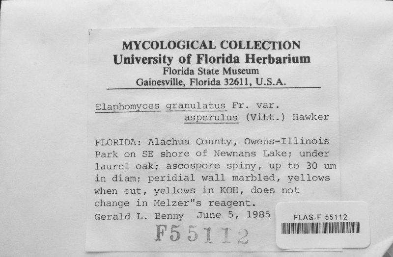 Elaphomyces granulatus var. asperulus image