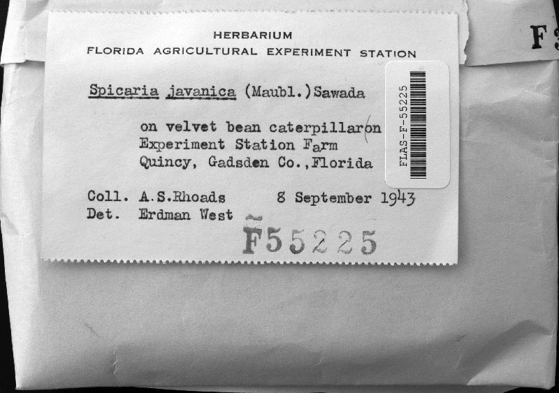 Isaria javanica image