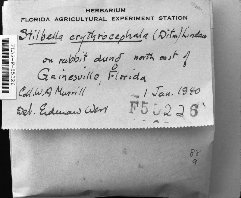 Stilbella fimetaria image