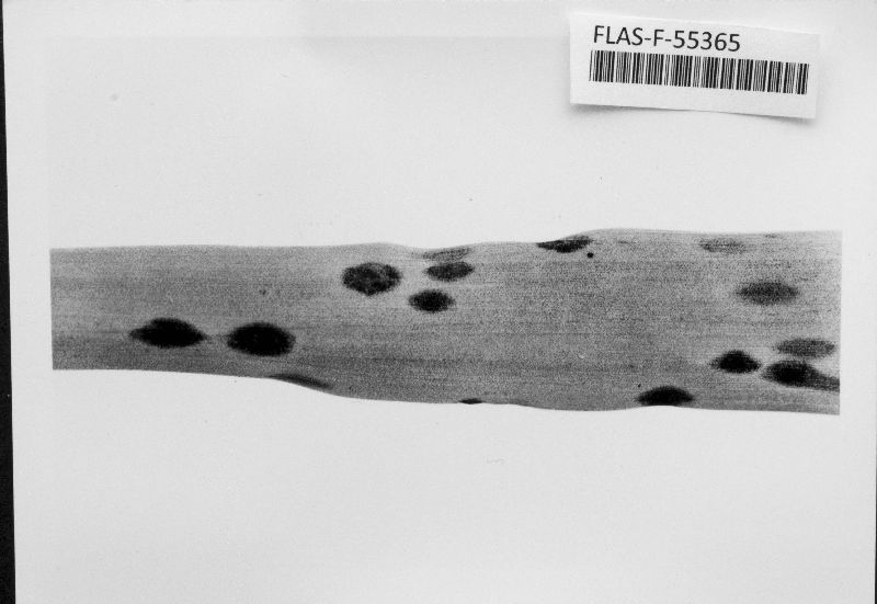 Echidnodes bromeliacearum image