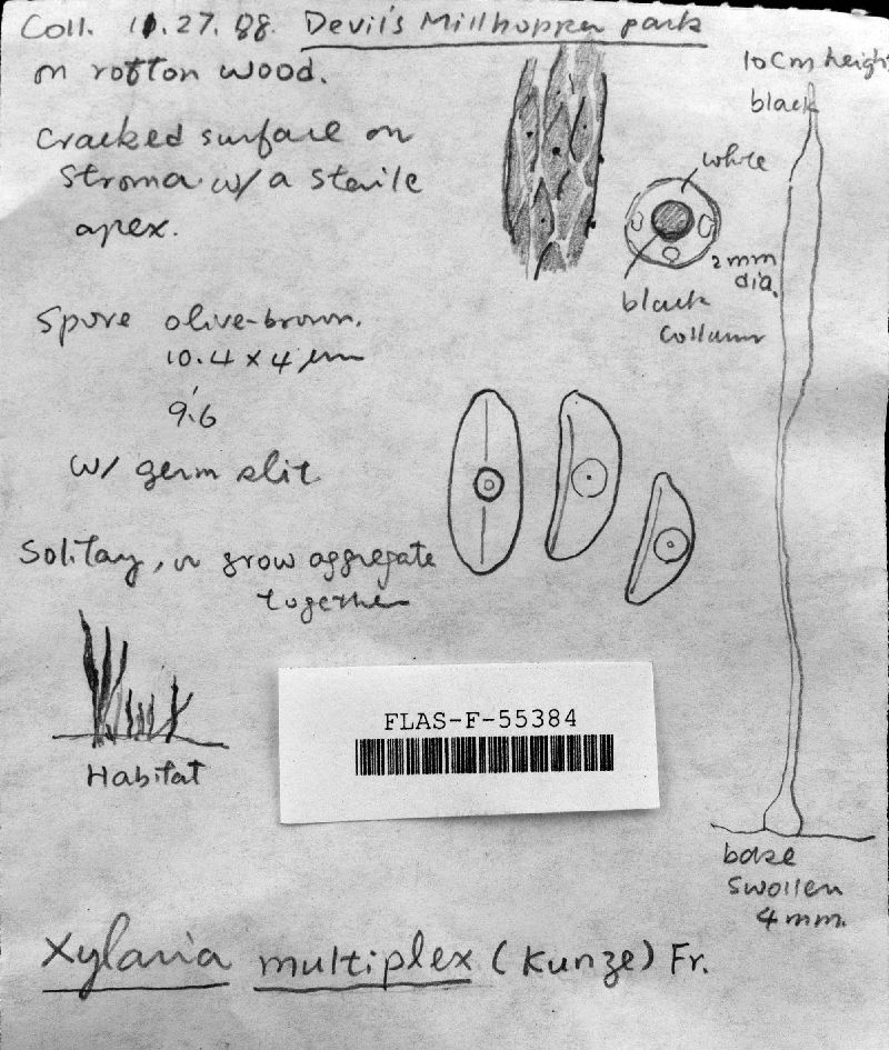 Xylaria multiplex image