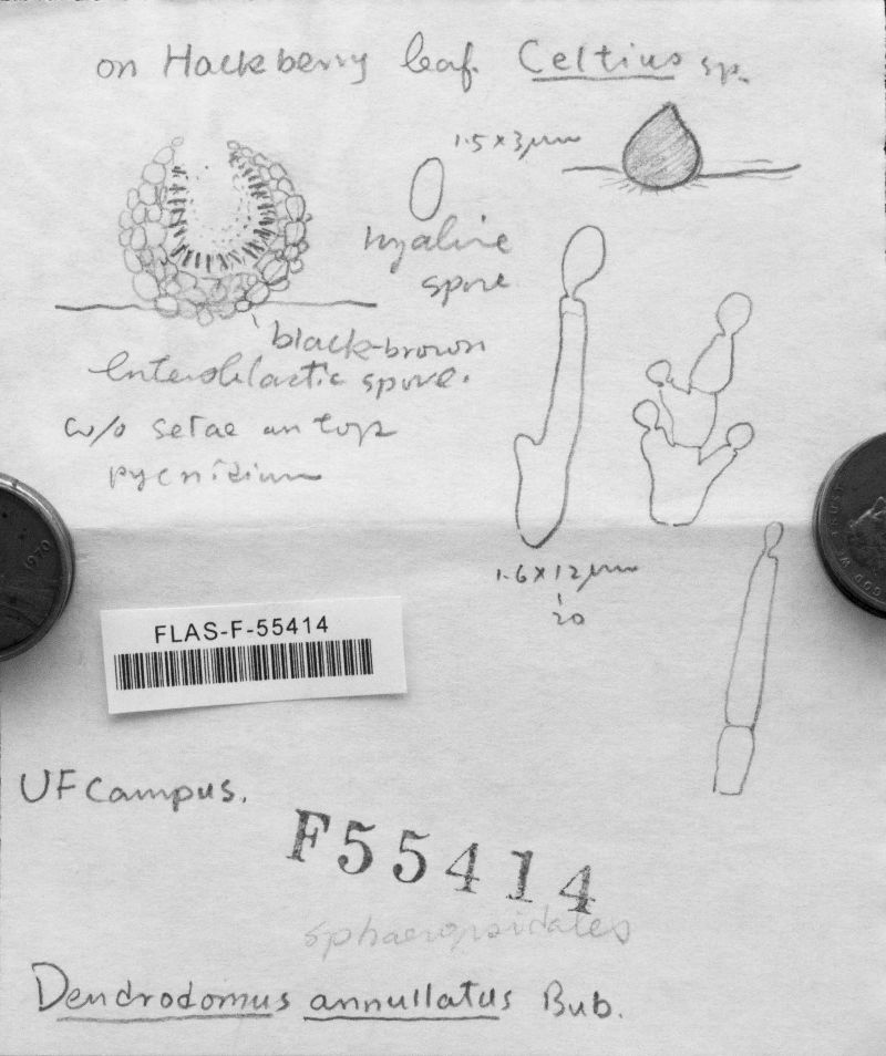 Dendrodomus image
