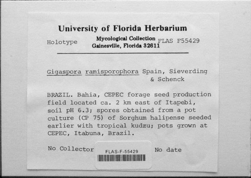 Gigasporaceae image