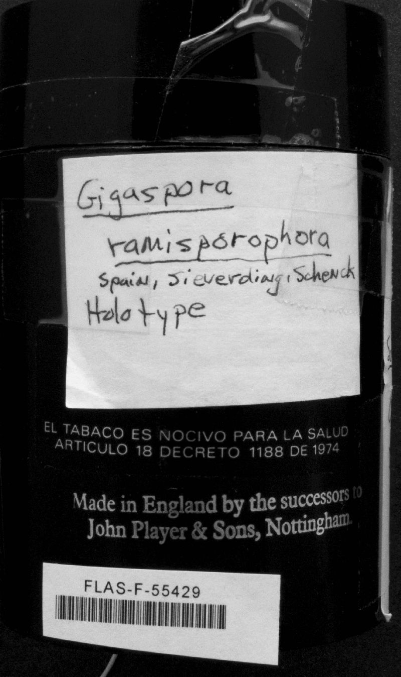 Gigaspora image