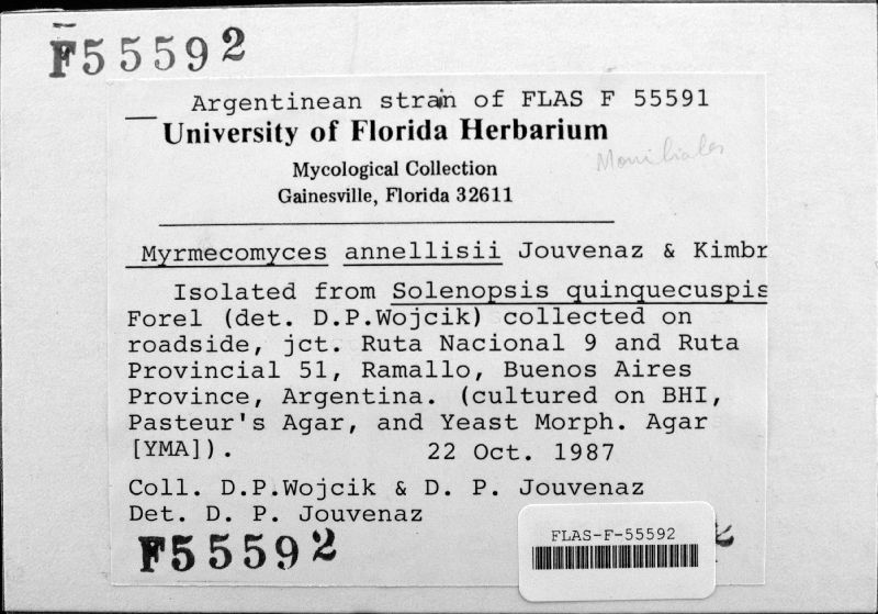 Myrmecomyces annellisiae image