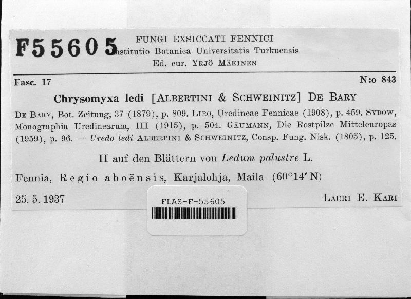 Chrysomyxa ledi image