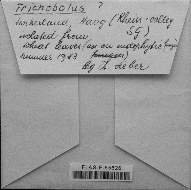 Lasiobolus monascus image