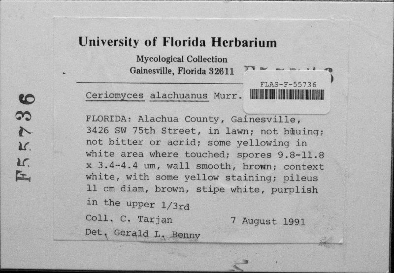 Ceriomyces alachuanus image