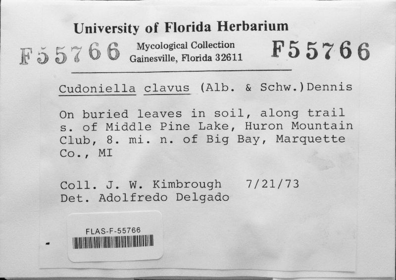 Cudoniella clavus image