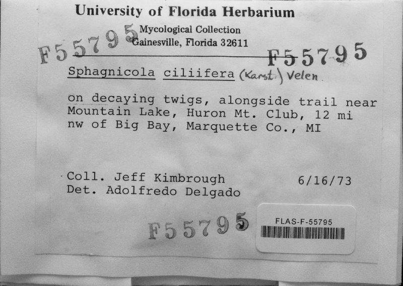 Pezoloma ciliifera image