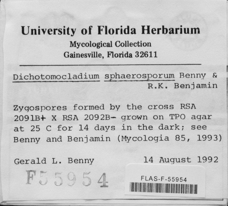 Dichotomocladium sphaerosporum image