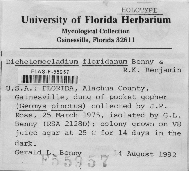 Dichotomocladium floridanum image