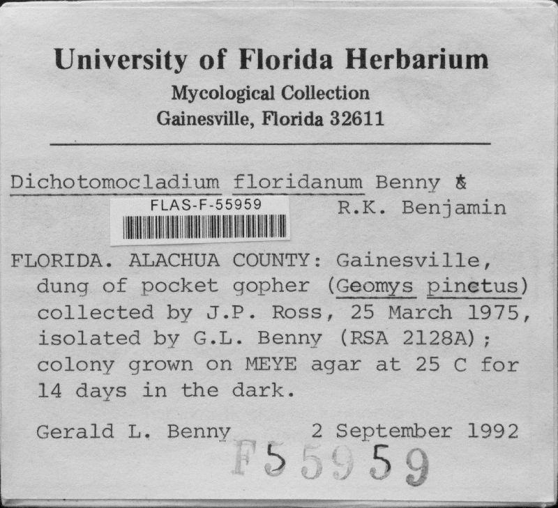 Dichotomocladium floridanum image