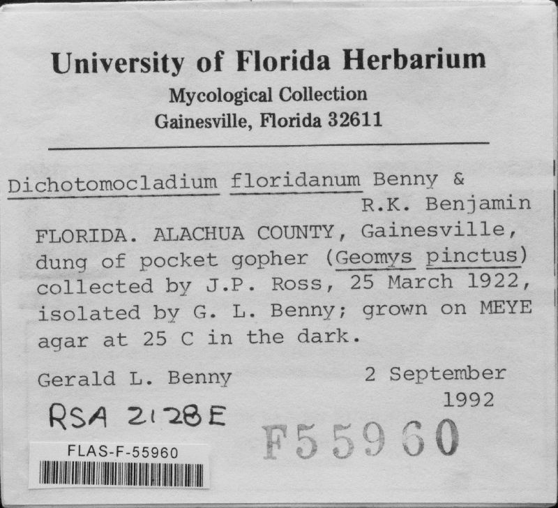 Dichotomocladium floridanum image