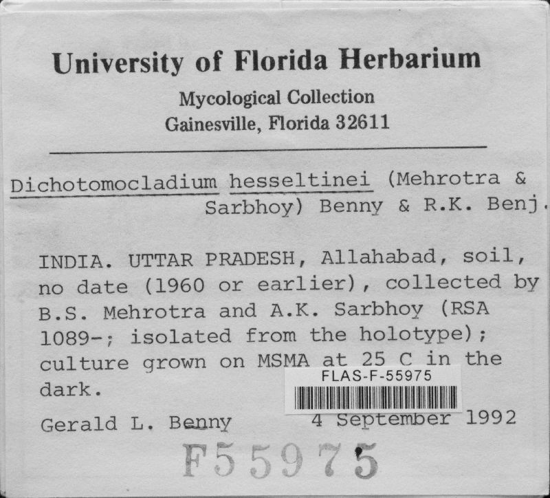 Dichotomocladium image