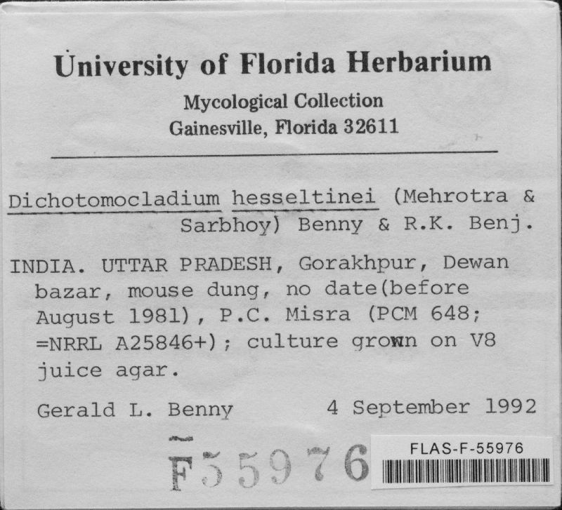 Dichotomocladium hesseltinei image