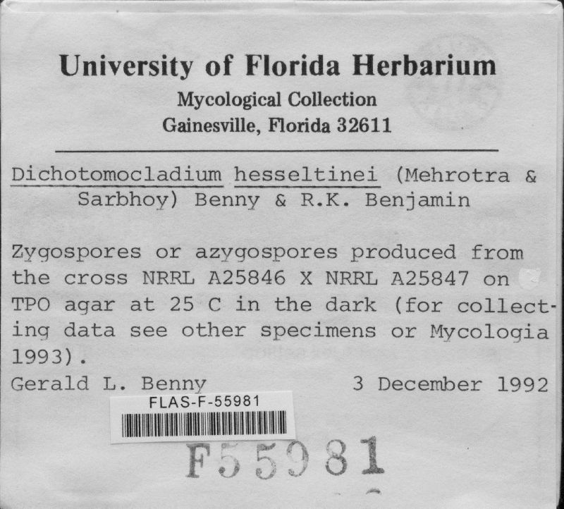 Dichotomocladium hesseltinei image