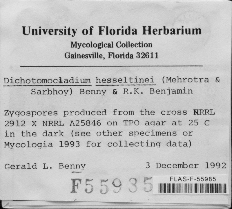 Dichotomocladium hesseltinei image