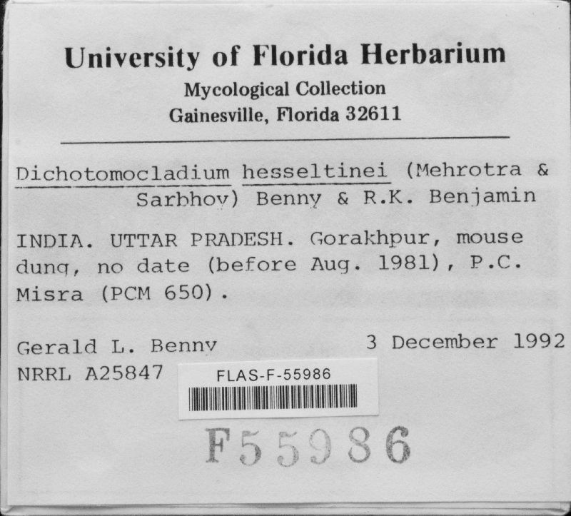 Dichotomocladium hesseltinei image
