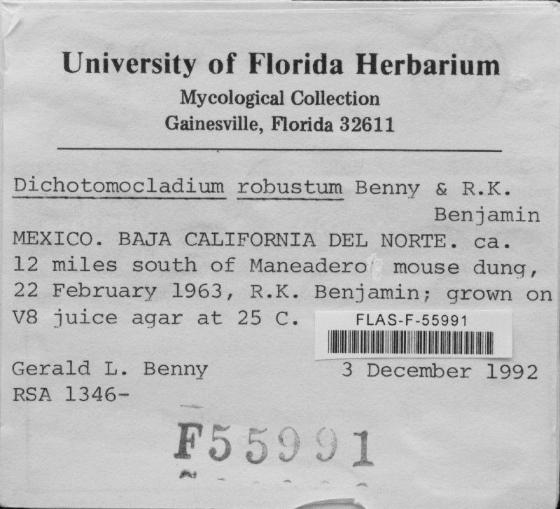 Dichotomocladium robustum image