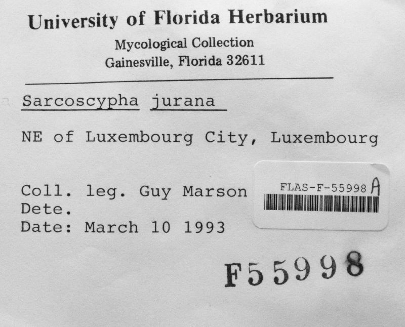 Sarcoscypha jurana image