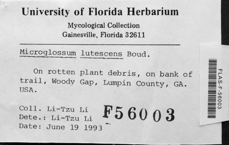 Microglossum lutescens image