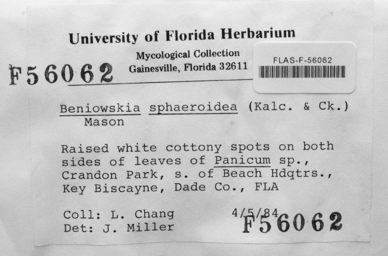 Beniowskia sphaeroidea image