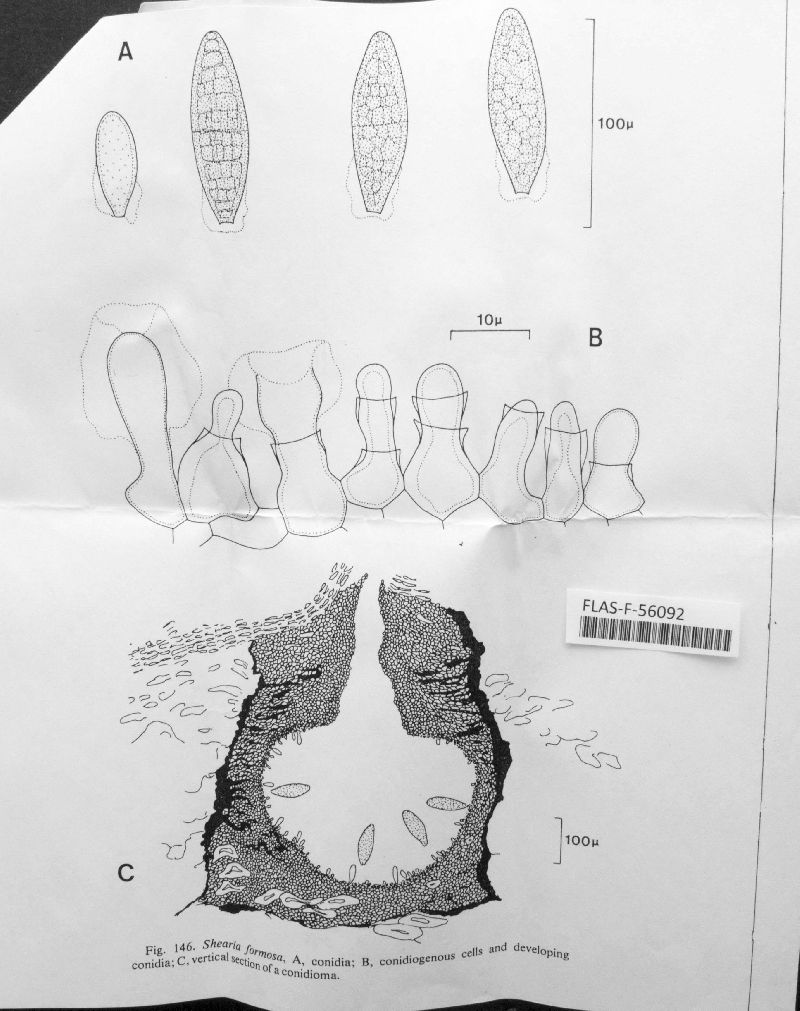 Pleomassaria maxima image