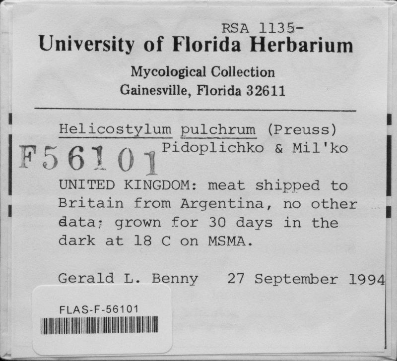 Helicostylum pulchrum image