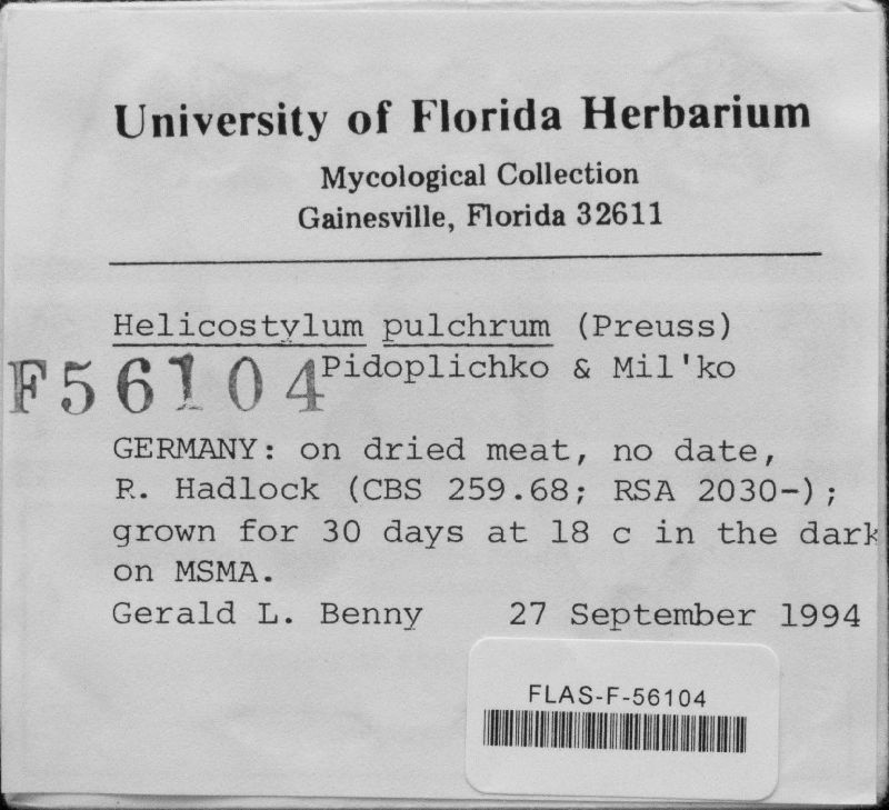 Helicostylum pulchrum image
