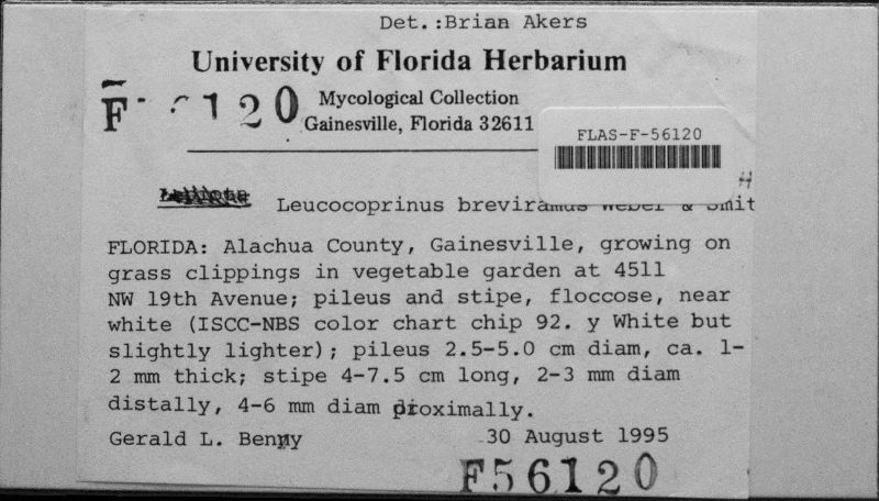 Leucocoprinus breviramus image