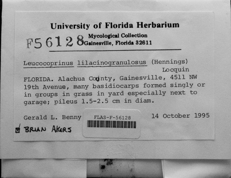 Leucocoprinus lilacinogranulosus image