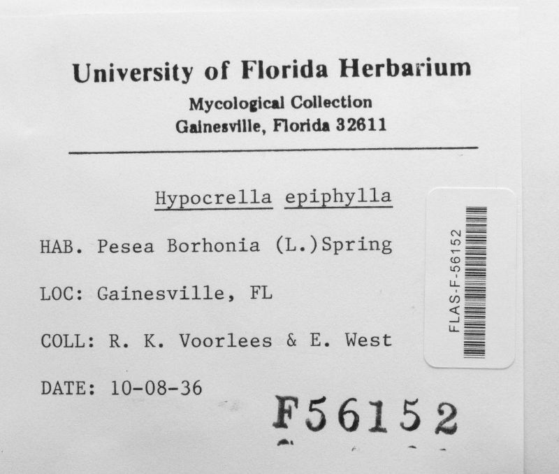 Hypocrella epiphylla image