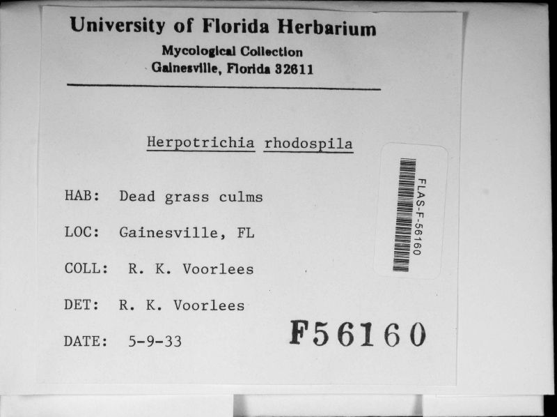 Bertiella rhodospila image