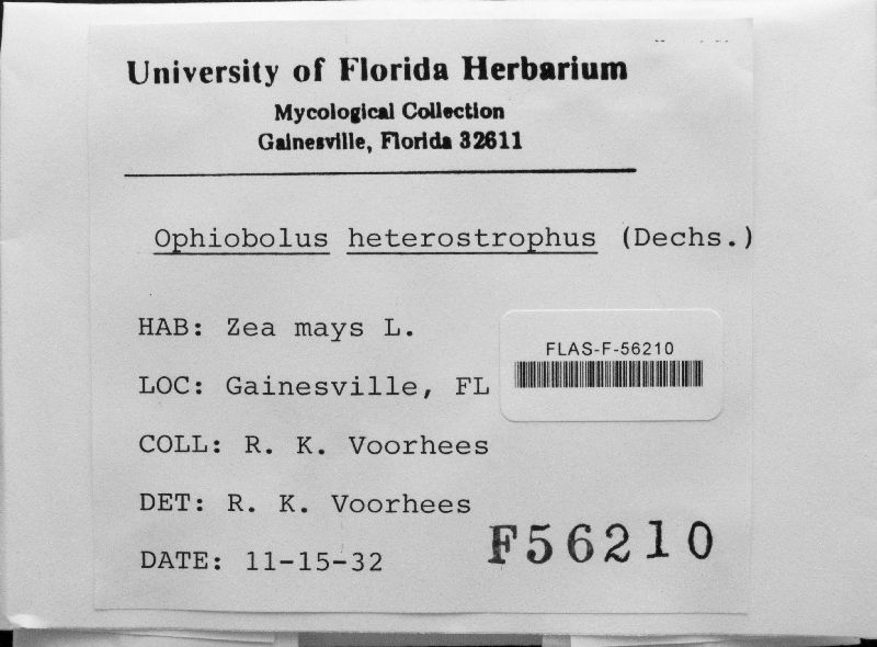 Cochliobolus heterostrophus image