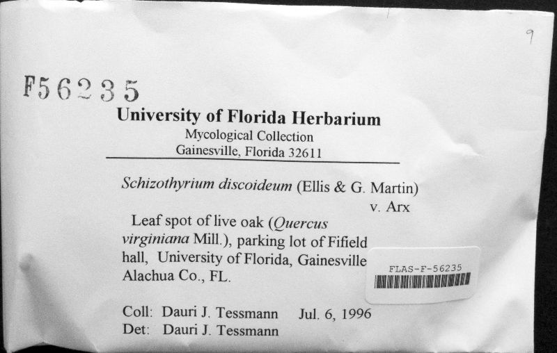 Schizothyrium discoideum image