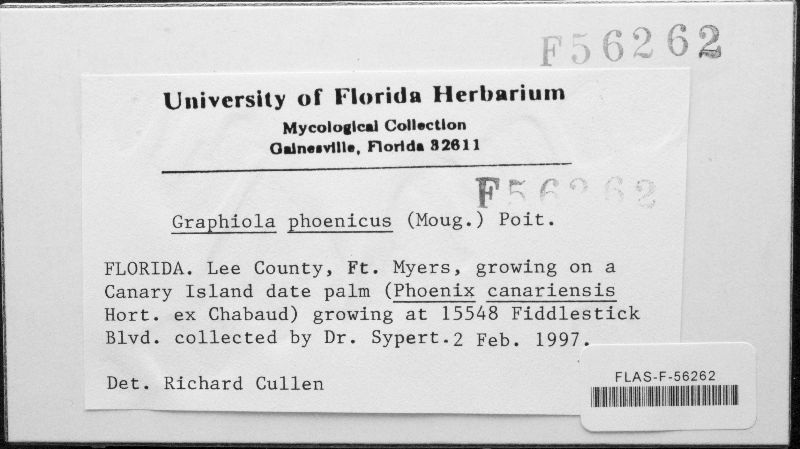 Graphiola phoenicis image