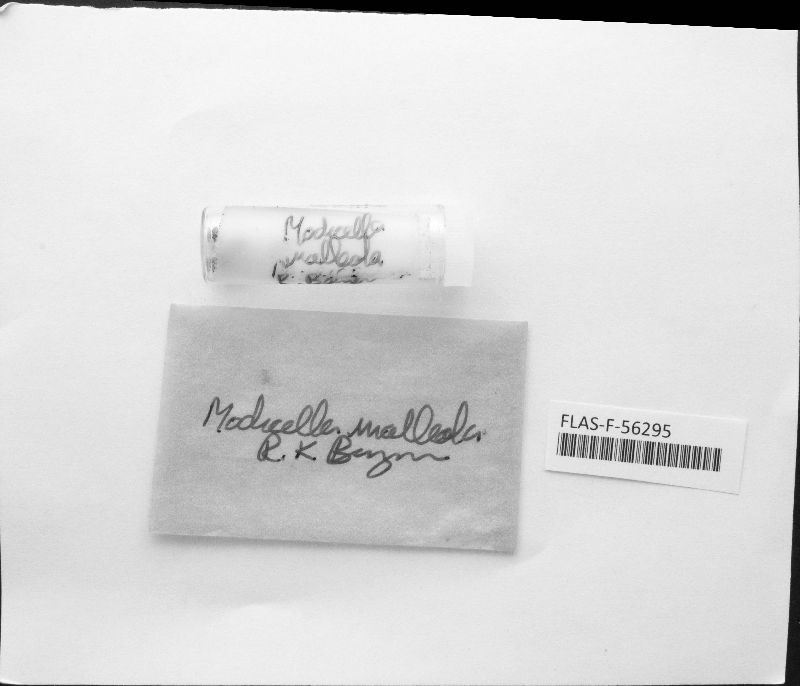 Modicella malleola image