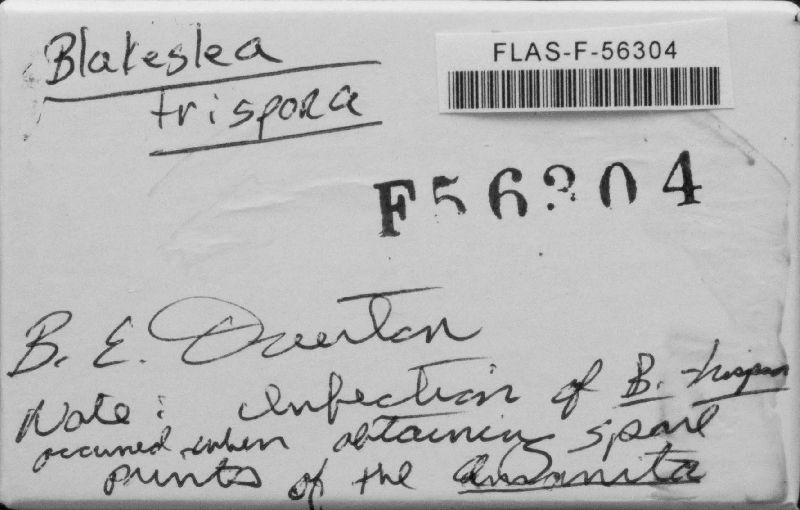 Blakeslea trispora image