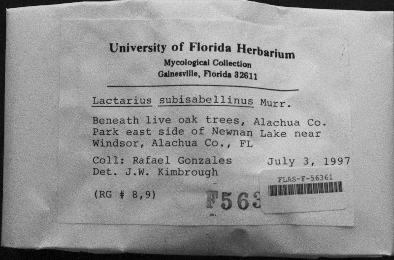 Lactarius subisabellinus image