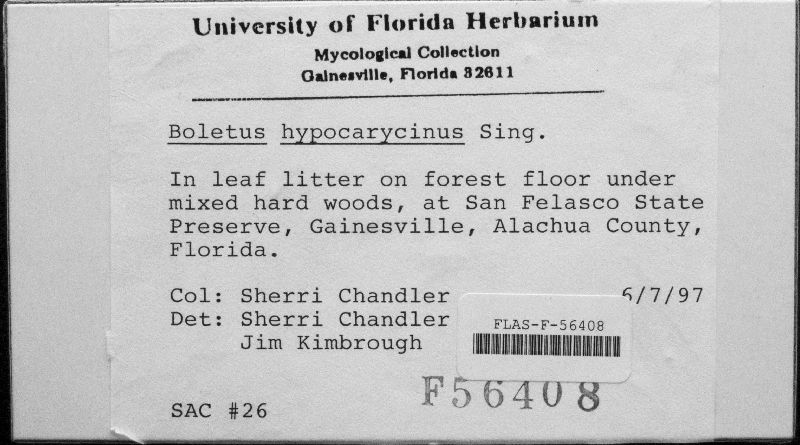 Boletus hypocarycinus image