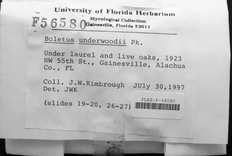 Boletus underwoodii image
