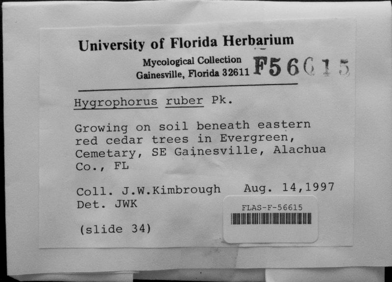 Hygrophorus ruber image